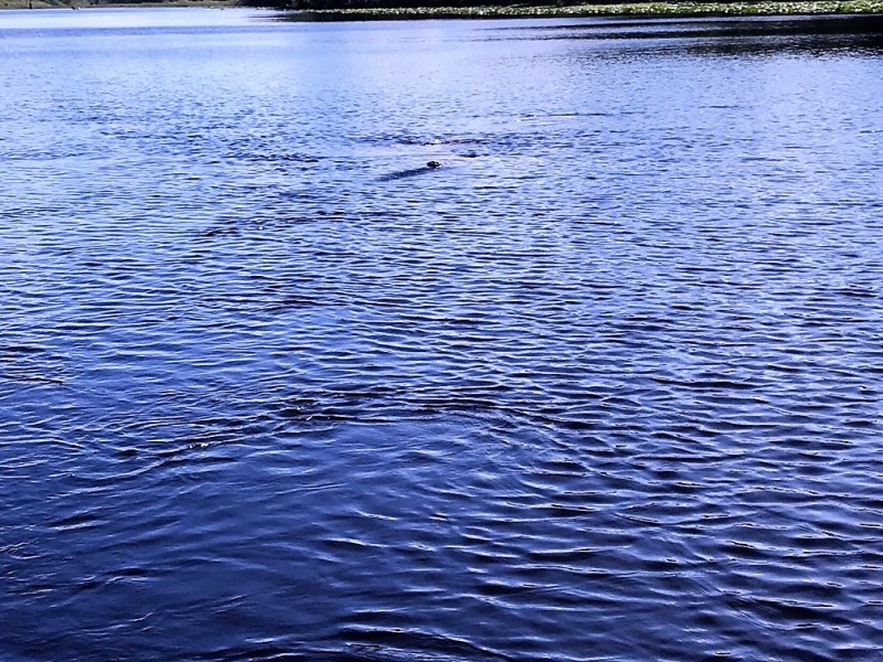 You can barely see the  Manatee snout in this photo.