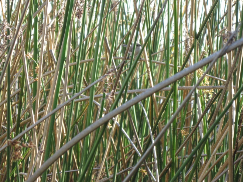 You can just make out the Marsh Wren near the center. These guys would not sit still for a picture.