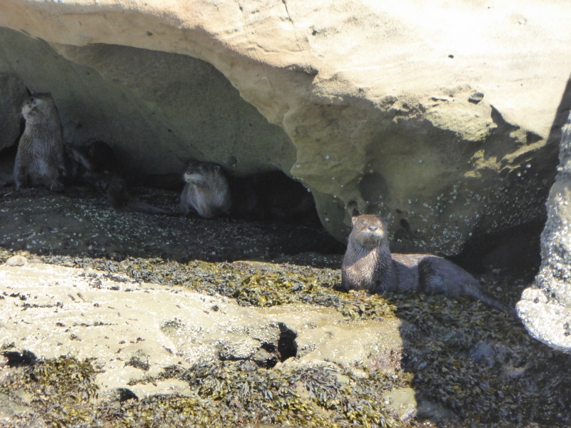 You have to be quick with the camera when you spot these guys. Usually they see you first and disappear into the water.