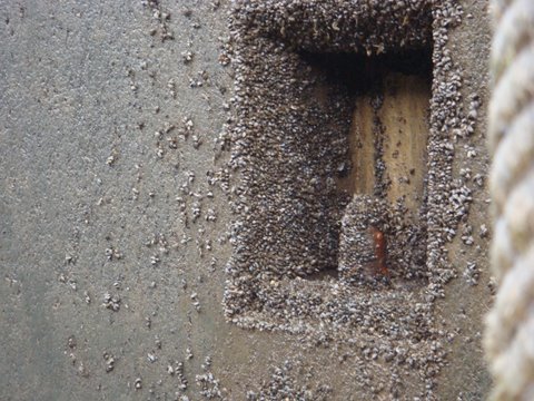 Zebra Mussels in the Lock Chamber these little creatures wiz on you